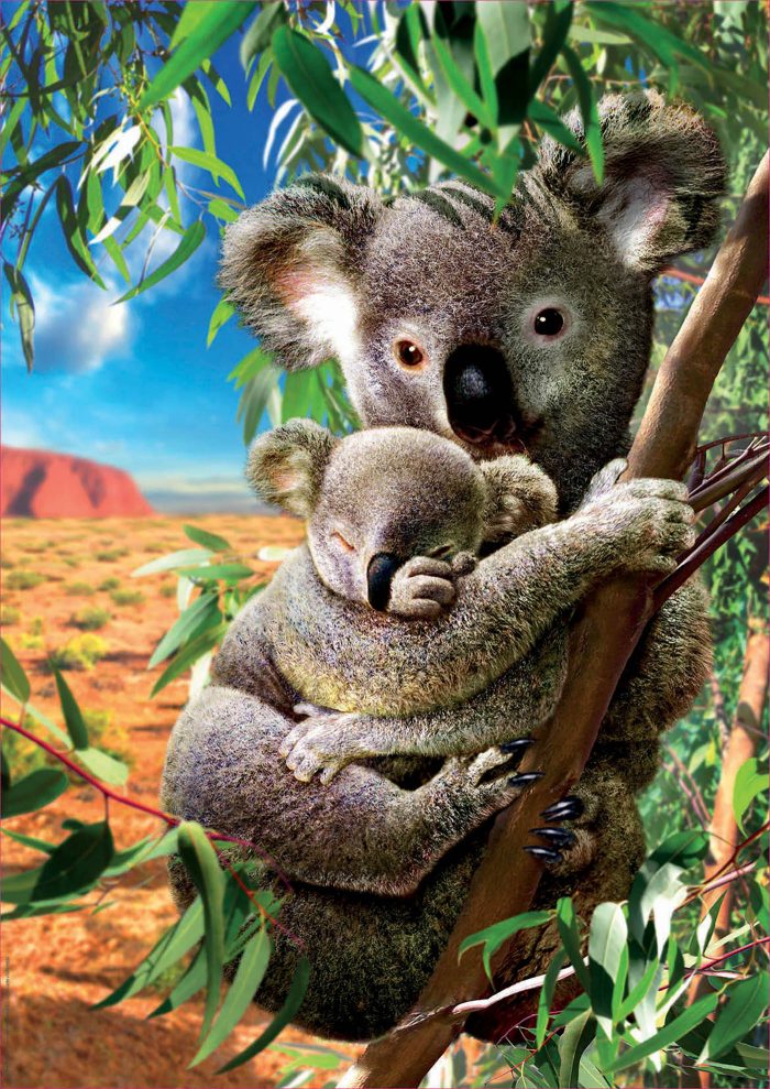 educa koala and cub 500 18999 02